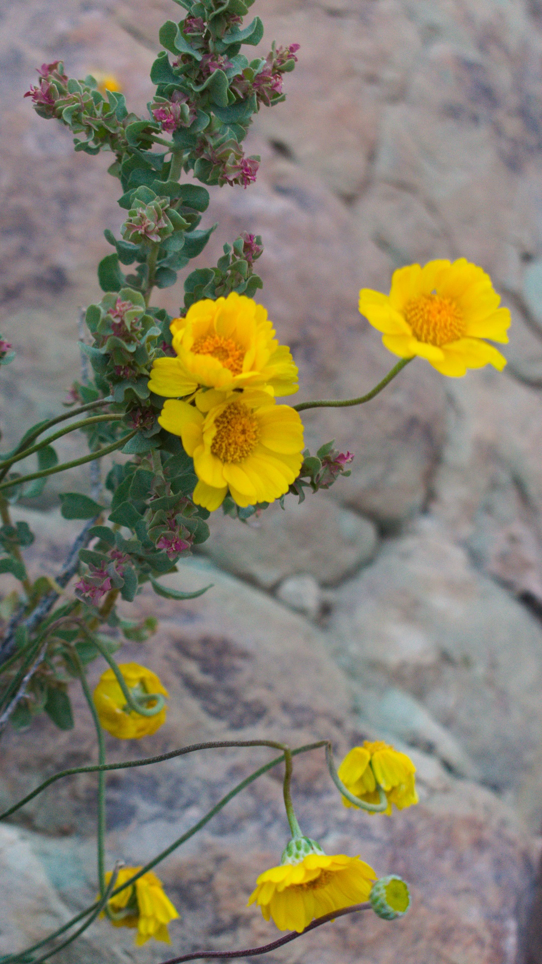 Yellow Flowers on Rock